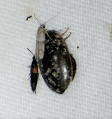Thermonectus basillaris