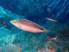 Symphodus mediterraneus