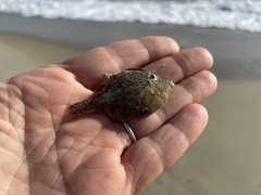 Stephanolepis hispida