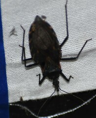 Triatoma gerstaeckeri