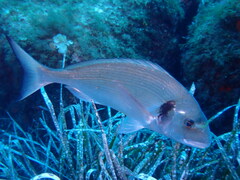 Sparus auratus