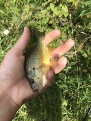 Lepomis gibbosus × cyanellus