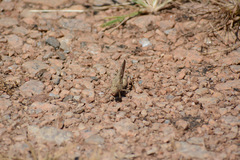 Dissosteira carolina