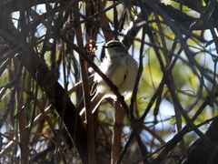 Serpophaga griseicapilla