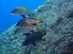 Sciaena umbra