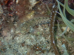Gobius incognitus
