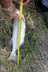 Hiodon alosoides