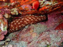 Holothuria sanctori