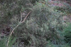 Erica arborea