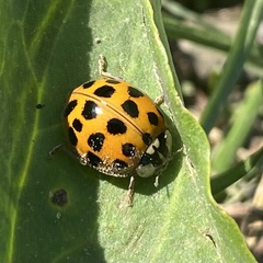 Harmonia axyridis