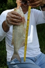 Hiodon alosoides