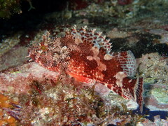 Scorpaena maderensis