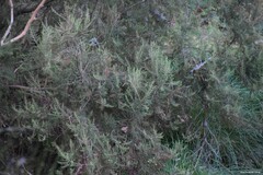 Erica arborea