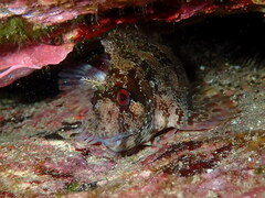 Parablennius gattorugine