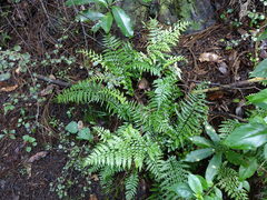 Asplenium lamprophyllum