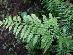 Asplenium lamprophyllum