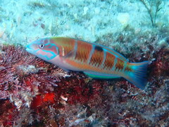 Thalassoma pavo