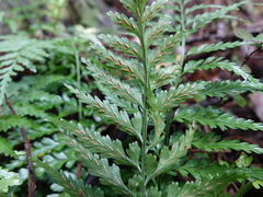 Asplenium lamprophyllum