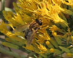 Polydontomyia curvipes