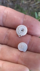 Polygyra cereolus