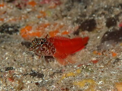 Tripterygion melanurus