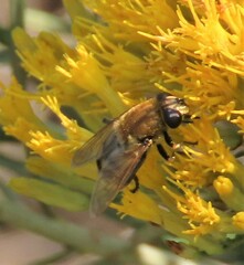 Polydontomyia curvipes