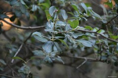 Salix atrocinerea