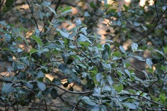 Salix atrocinerea