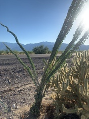 Fouquieria splendens