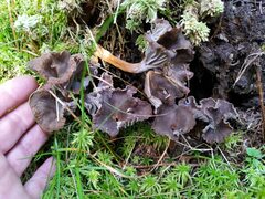 Craterellus tubaeformis