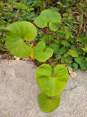 Centella
