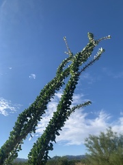 Fouquieria splendens