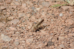 Dissosteira carolina