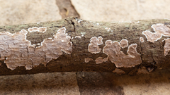 Peniophora albobadia