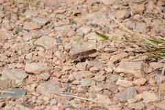 Dissosteira carolina