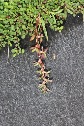 Axonopus compressus iNat (3)