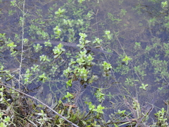 Bacopa monnieri