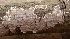 Peniophora albobadia