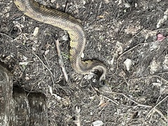 Agkistrodon piscivorus
