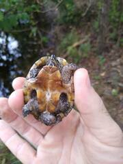 Sternotherus odoratus
