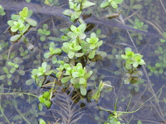 Bacopa monnieri