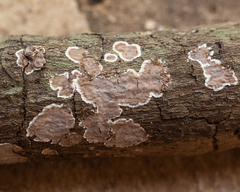 Peniophora albobadia