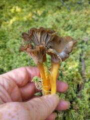 Craterellus tubaeformis