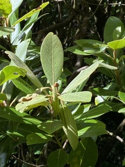 Laurus azorica
