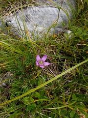 Gentianella