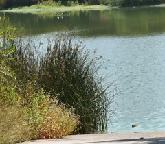 Schoenoplectus californicus