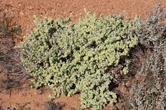 Atriplex quinii