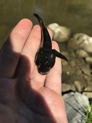 Neogobius melanostomus