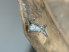 Rhomphaea urquharti