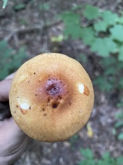 Gymnopilus luteus